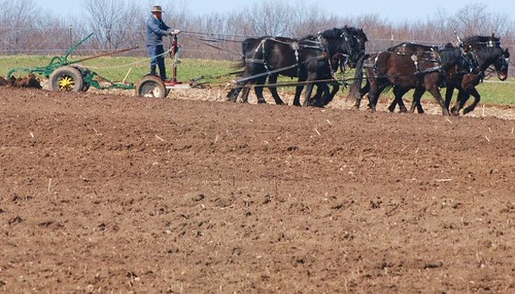 An Amish man plows a field that will eventually yield a bountiful harvest.