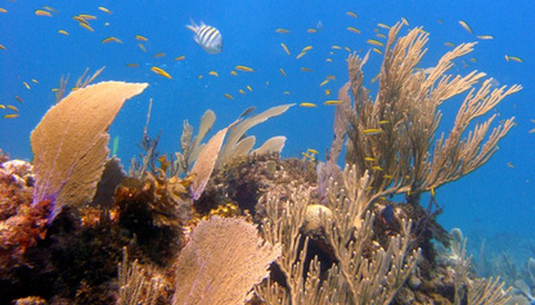 Some grants support conservation of ecosystems, such as coral reefs.