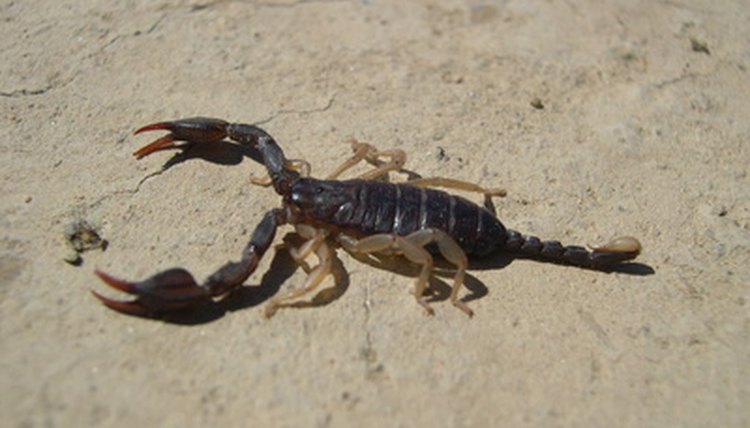 NTC has its share of desert creatures - including scorpions.