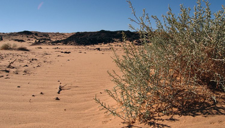 Snakes commonly hide under dense brush during summer months.
