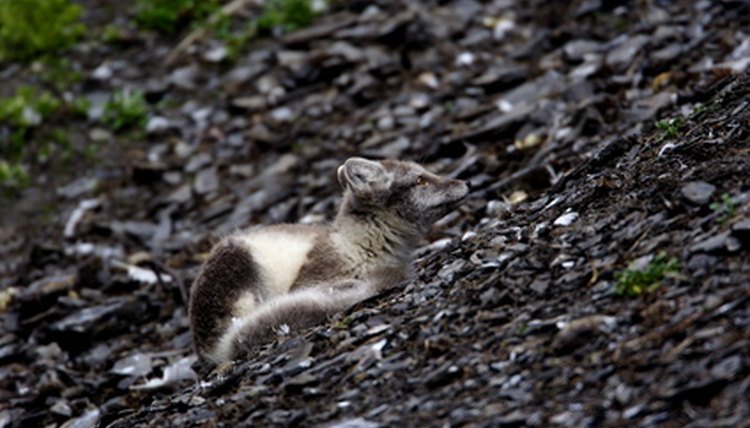 animals that are scavengers