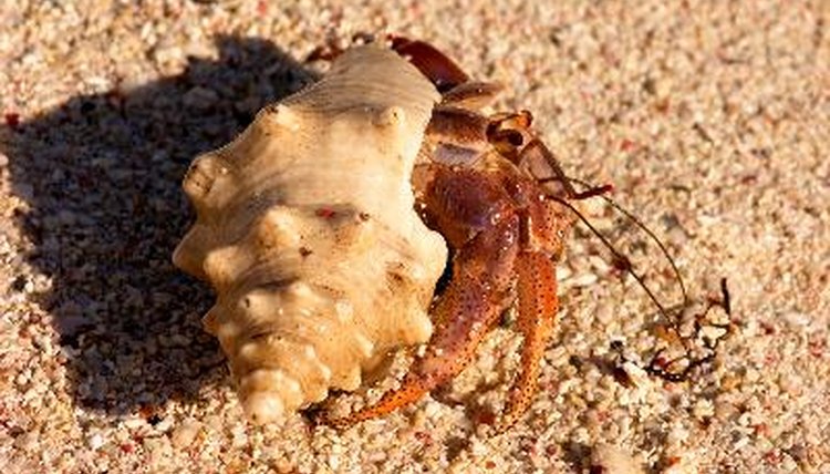 Hermit Crab Description