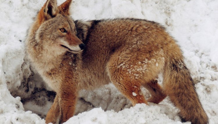 coyote with mange