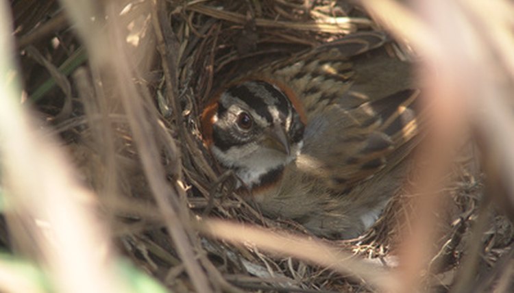 How to Protect Bird Nests From Predators | Animals - mom.me