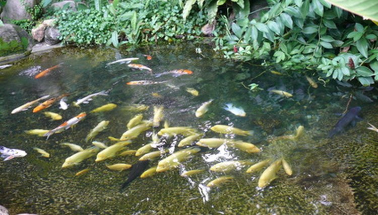 How Much Salt Is Needed For A Fish Pond Animals Mom Me Fish In A Pond Image By Mircea Rosescu From Fotolia