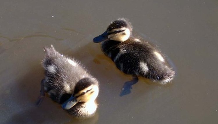 how-to-feed-wild-baby-ducks-animals-mom-me