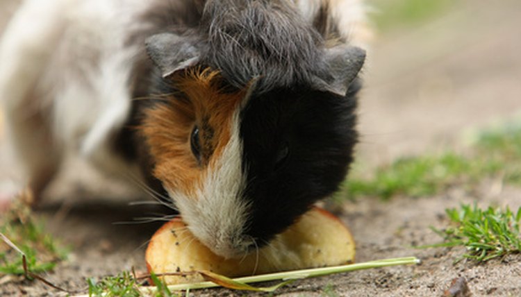 Guinea Pig Ear Infection Home Remedies