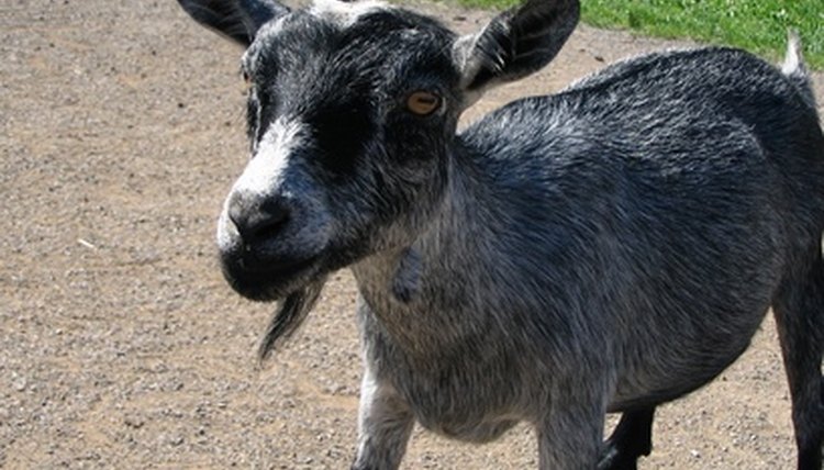 Eye Discharge in a Goat | Animals - mom.me