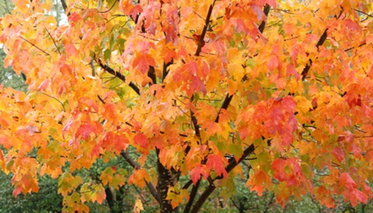 Fall festivals celebrate the season.