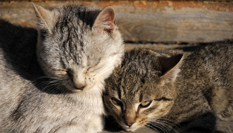 natural-remedies-for-feline-calicivirus-cat-skin-problems-cat-skin