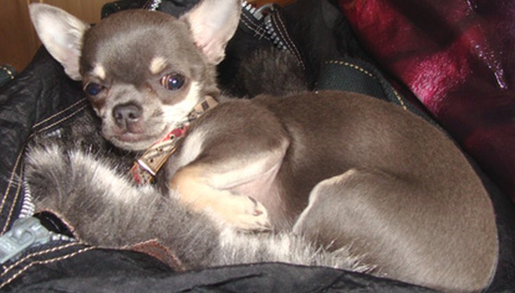 DailyPuppy article image