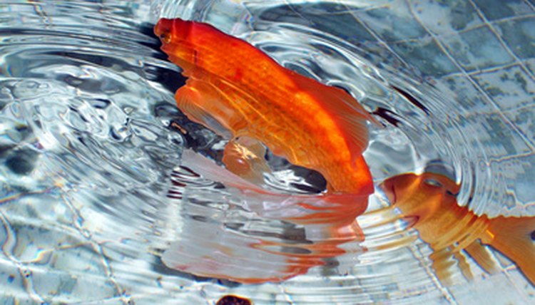 Can You Put Fish In A Saltwater Pool Animals Mom me can-you-put-fish-in-a-saltwater-pool-animals-mom-me