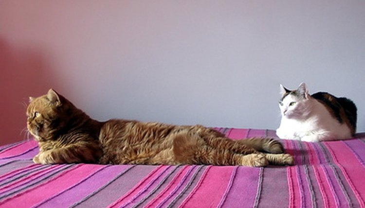 Your cat can be your spirit guide.
