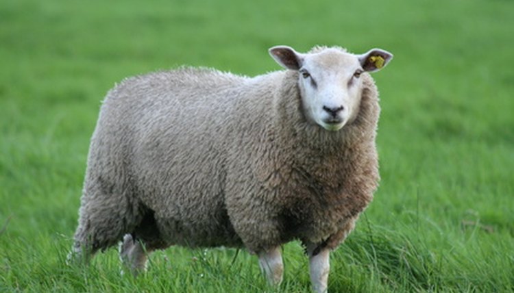 Reasons for Hair Loss on Sheep | Animals - mom.me