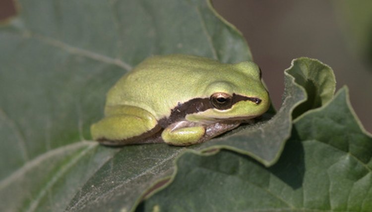 How to Build a Frog House | Animals - mom.me