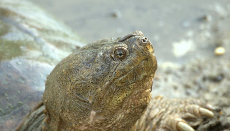 Snapping Turtle Age Chart