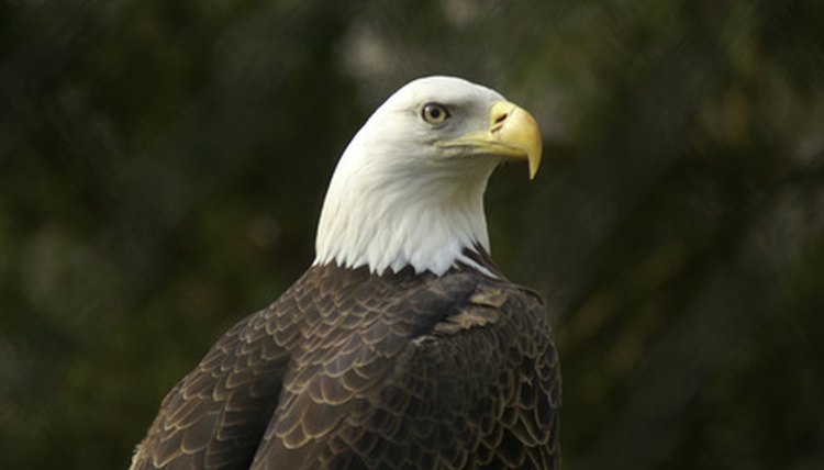 Mexican Eagle Vs American Eagle Animals Momme