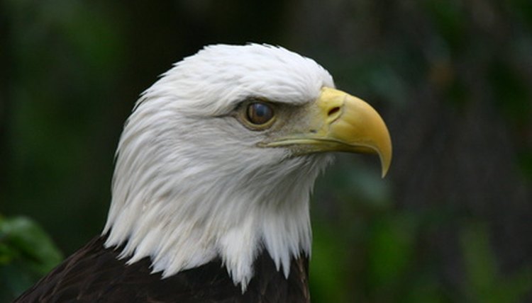 Since 1912, two million teens have achieved the Eagle Scout ranking.