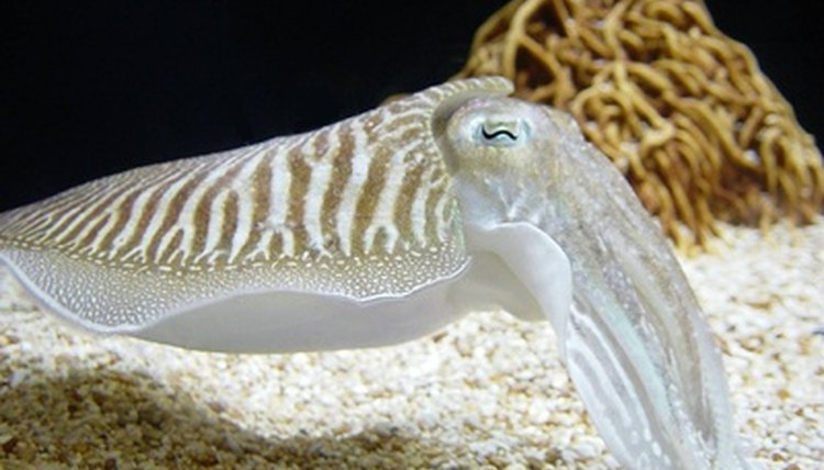 How to Tell If a Squid Is Male or Female | Animals - mom.me