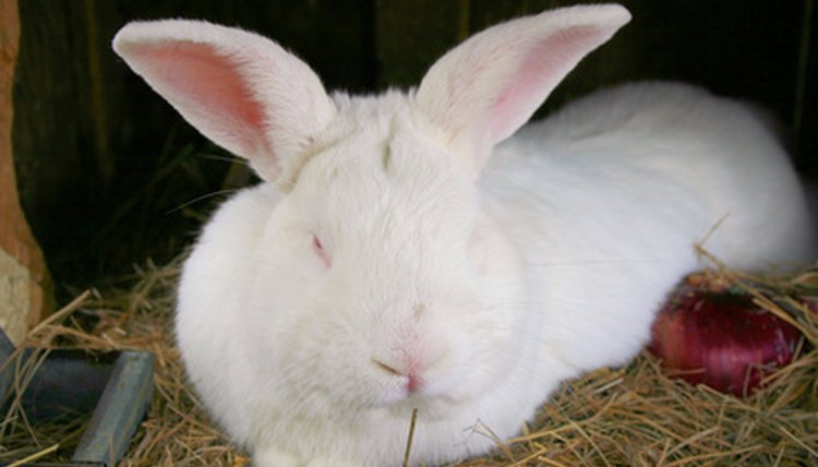 how-can-you-tell-when-rabbits-are-sick-animals-mom-me