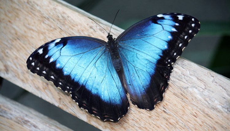 two-blue-butterflies-sitting-on-top-of-green-leaves