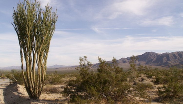 Army pre-deployment combat training takes place at Fort Irwin, California.