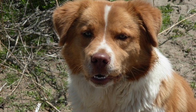 DailyPuppy article image