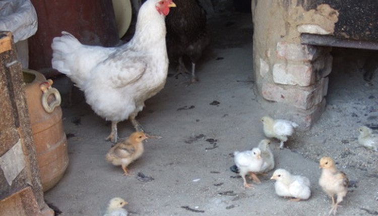 How To Use Garden Lime In Chicken Coops Animals Momme