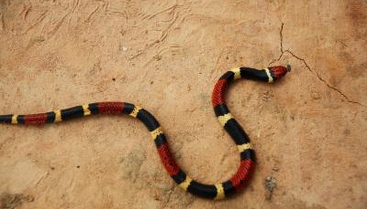 what-is-the-lifespan-of-a-coral-snake-animals-mom-me