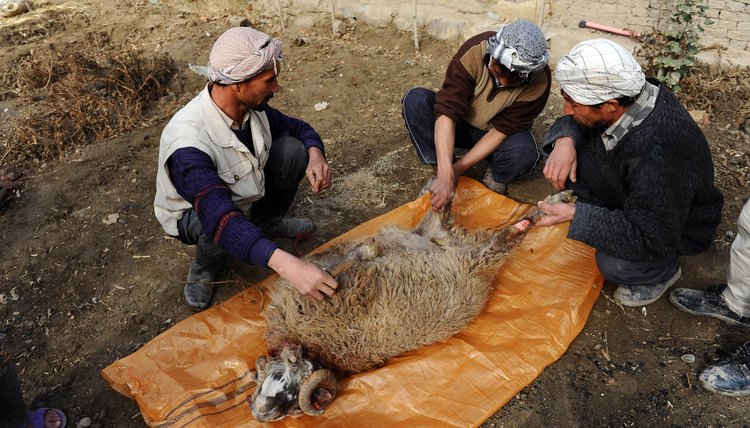 Afghans prepare a ram for Eid al-Adha.