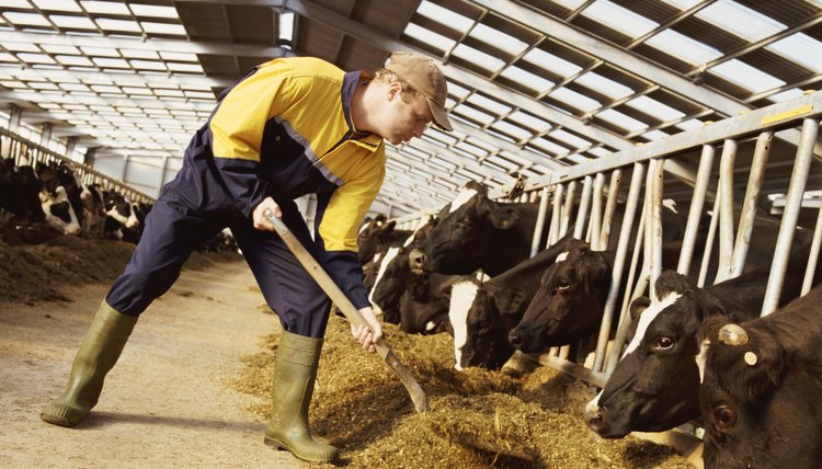Farmer in Overalls Shovels Animal Feed to Rows of Cows in Cages