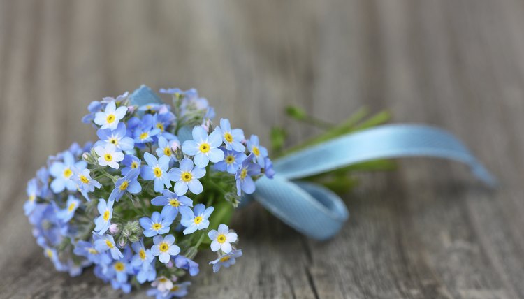 A nosegay of tiny blue forget-me-nots on wood.
