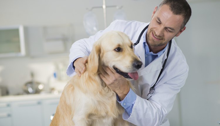 How to Recognize and Treat Cuterebra Infestation in Dogs | Animals - mom.me