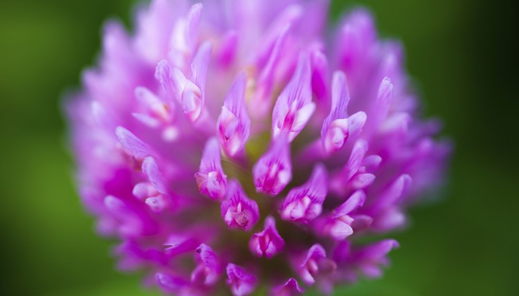 Close up of the pink clover flower