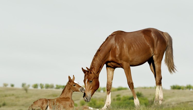 Foal with mother in field