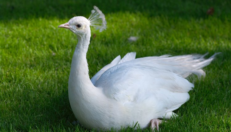 A single white peacock represents beauty and peace as well as the struggle of remaining flightless for its lifetime