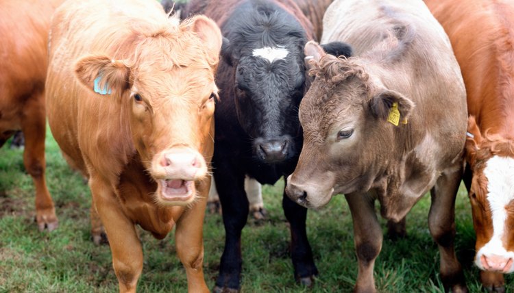 Cows grazing