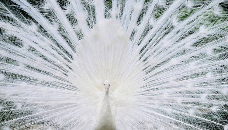 White Peacock Symbolism | Synonym