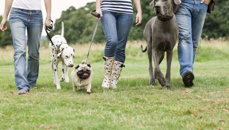 DailyPuppy article image
