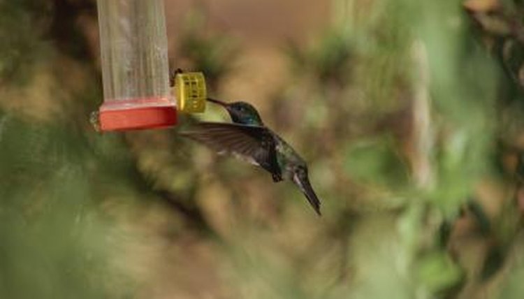 Homemade Hummingbird Mixture Animals Mom Me