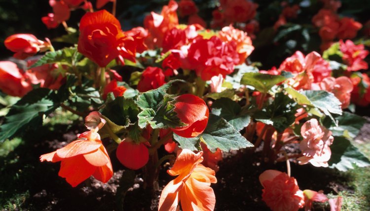 A floral garden