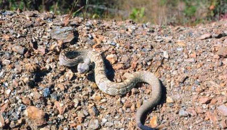 snakes-in-the-texas-hill-country-animals-mom-me