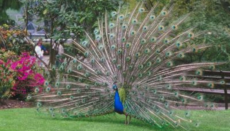 what-is-a-peacock-s-diet-animals-mom-me