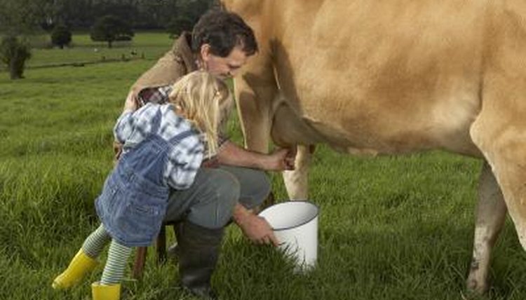 How to Milk a Cow Step-by-Step | Animals - mom.me