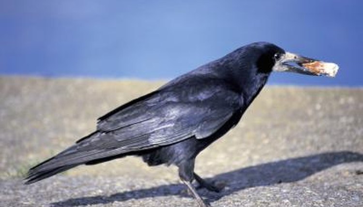 What Can You Feed Crows? | Animals - mom.me