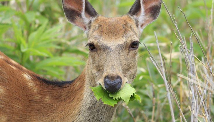 Deer eating leaves in Japan