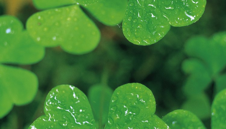 The shamrock is a registered trademark of the Republic of Ireland.