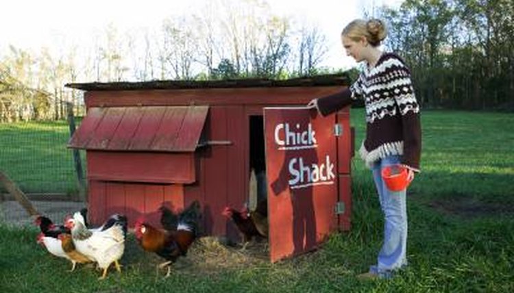 How To Convert A Rabbit Hutch To A Chicken Coop Animals Momme