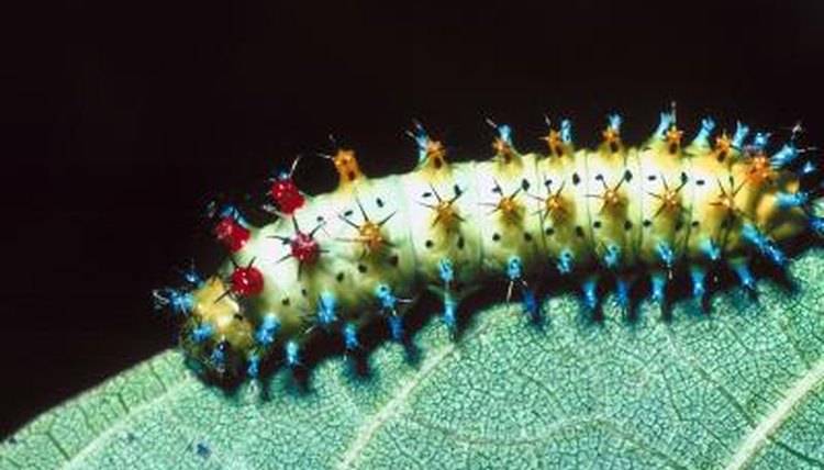 Image result for Stinging Caterpillars of the United States