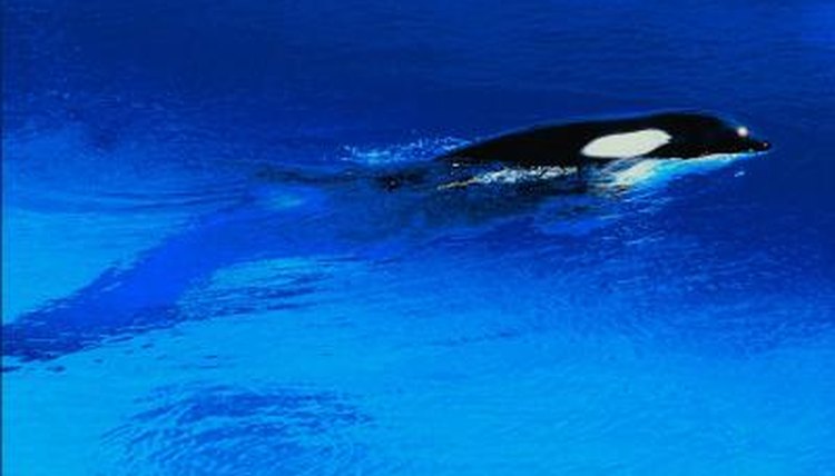 What Are Some Predatory Adaptations a Killer Whale Has? | Animals - mom.me